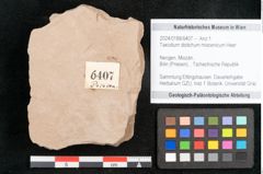 Foto (Objekt + Etikett) von Taxodium distichum miocenicum Heer (NHMW-GEO-2024-0188-6407)